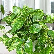Rare Patricio Pothos Cutting - Highly Variegated Hybrid Golden - Unrooted  with 2+ Nodes - Indoor/Outdoor Houseplant