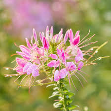 200 Seeds Cleome Cherry Queen, Spider Plant, Attracts Butterflies & Bees, Non-GMO, Vibrant Pink Flowers, Cleome hassleriana