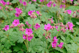 25+ Czakor Geranium Seeds – Groundcover with Magenta-Pink Blooms for Garden Planting, Drought-Tolerant Perennial – USA