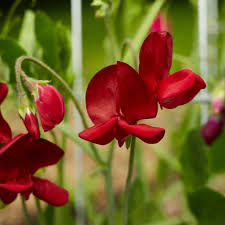 50+ Elegance Deep Red Sweet Pea Seeds – Rich Crimson Fragrant Blooms for Garden Planting, Climbing Vines for Trellises – USA