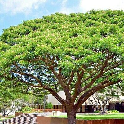20 Rain Tree Seeds (Albizia saman) – Monkey Pod, Tropical Shade Tree, Bonsai, Zones 10-12