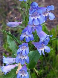 100mg Penstemon Glaber var. Alpinus Seeds, Alpine Smooth Penstemon, Hardy Native Wildflower for Rock Gardens