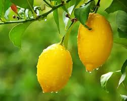 5+ Villafranca Lemon Seeds – Juicy, Fragrant, Fast-Growing Citrus Tree