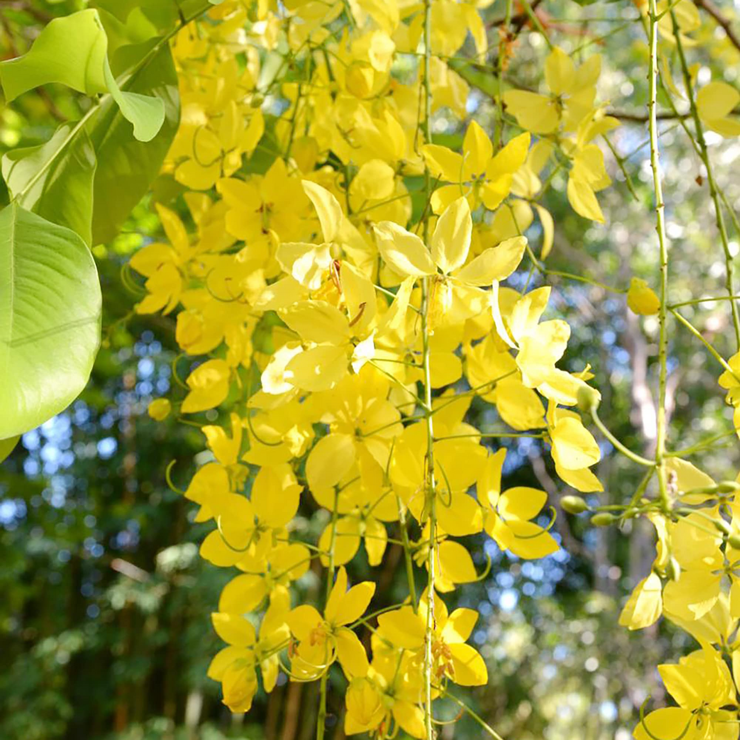 10 Golden Shower Tree (Cassia fistula) Seeds – 30-40' Tall, Weeping Yellow Flowers, Fast Growing