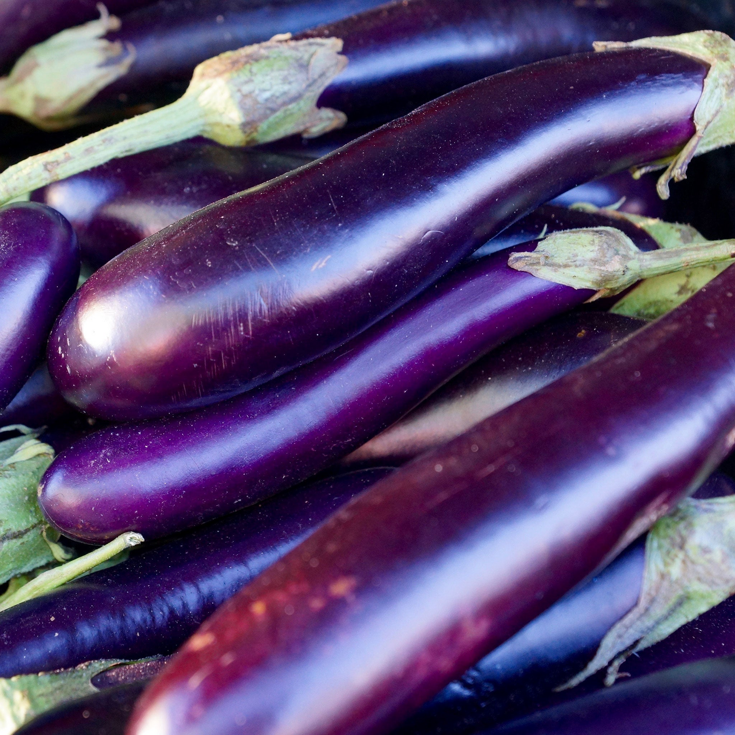 300mg Eggplant Long Purple Seeds Solanum melongena | Heirloom Variety, Tender & Mild Flavor, High-Yield Plants