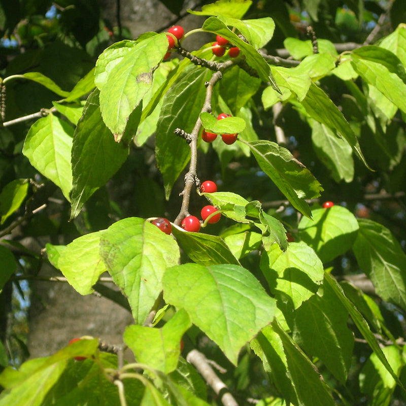 500 mg Seeds Ilex Montana - Mountain Holly for Planting | Native Shrub for Gardens, Wildlife, and Landscaping