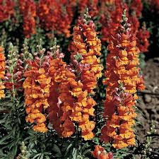 Antirrhinum majus Liberty Bronze Snapdragon Seeds – 1000+ Warm-Toned Blooms for Garden & Cut Flowers