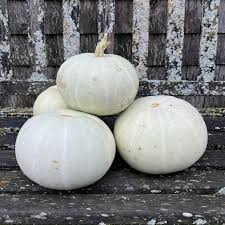 Valenciano Pumpkin Seeds | Heirloom, Non-GMO | Creamy White Skin | Sweet Flesh | 8-20 lbs | | 110 Days to Maturity