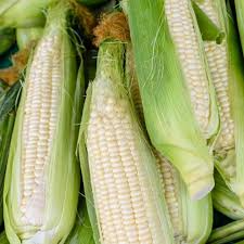 35 Seeds Corn Silver Queen Hybrid Sweet – Zea mays | Heirloom Sweet Corn for Planting, Gardening & Delicious Summer Harvests