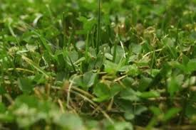 5000 Micro Clover Seeds, Non-GMO, Low-Maintenance Ground Cover, Lawn Alternative, Eco-Friendly, Perfect for Lawns & Gardens