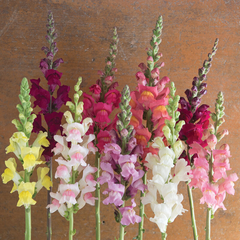 Antirrhinum majus Potomac Custom Mix Snapdragon Seeds – 1000+ Vibrant Multi-Colored Blooms for Garden & Cut Flowers