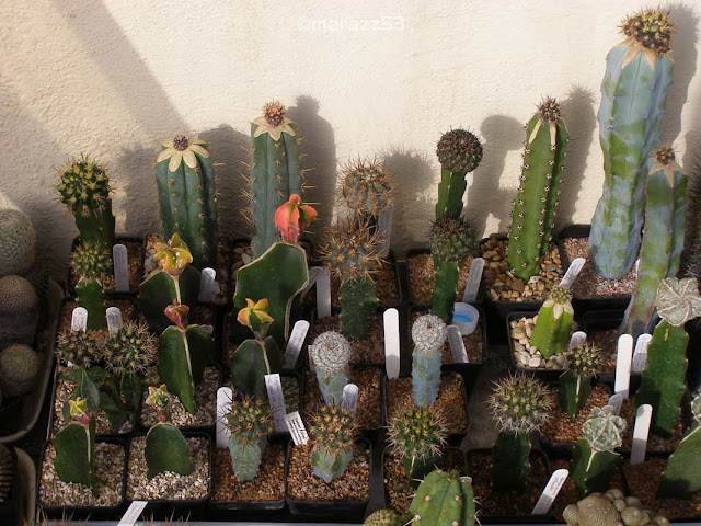 5pcs Pereskiopsis Unrooted Cuttings - Cactus Grafting Rootstock, Pereskiopsis spp., Cactus Propagation, Succulent Starter, Rare Cuttings