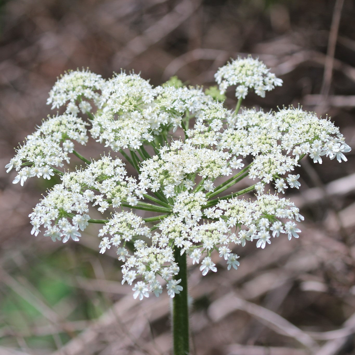 1g Heracleum Maximum Seeds, Cow Parsnip, Hardy Native Wildflower for Pollinators