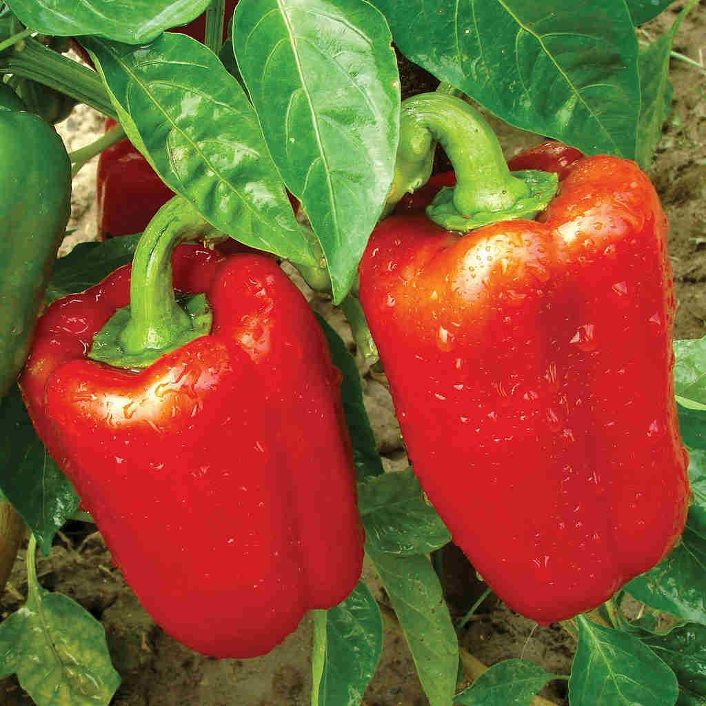 California Wonder 300 Sweet Bell Pepper Seeds – 300mg for Planting, Heirloom Variety, Crisp & Sweet, High Yield, Garden Container