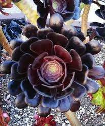 succulent black rose 1 Aeonium Arboreum 'Black Rose' Cutting 3-5 Inch Long | Dark Burgundy  Succulent | Easy Care | Full Sun/Partial Shade