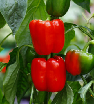 25 Big Red Pepper Seeds – Capsicum annuum – Sweet, Thick-Walled, High-Yielding, Perfect for Stuffing