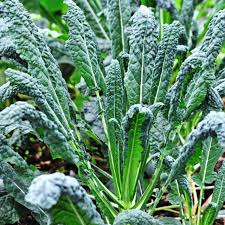 200 Seeds Lacinato Brassica oleracea | Dinosaur Kale, Non-GMO, Heirloom, Nutrient-Rich, Easy to Grow, Perfect for Salads & Soups