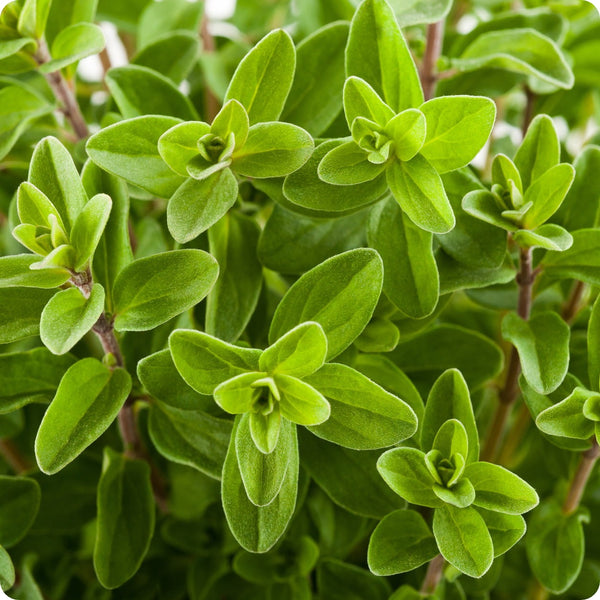 100mg Marjoram Seeds Origanum majorana | Sweet Herb, Aromatic, Non-GMO, Perennial, Easy to Grow Culinary Delight