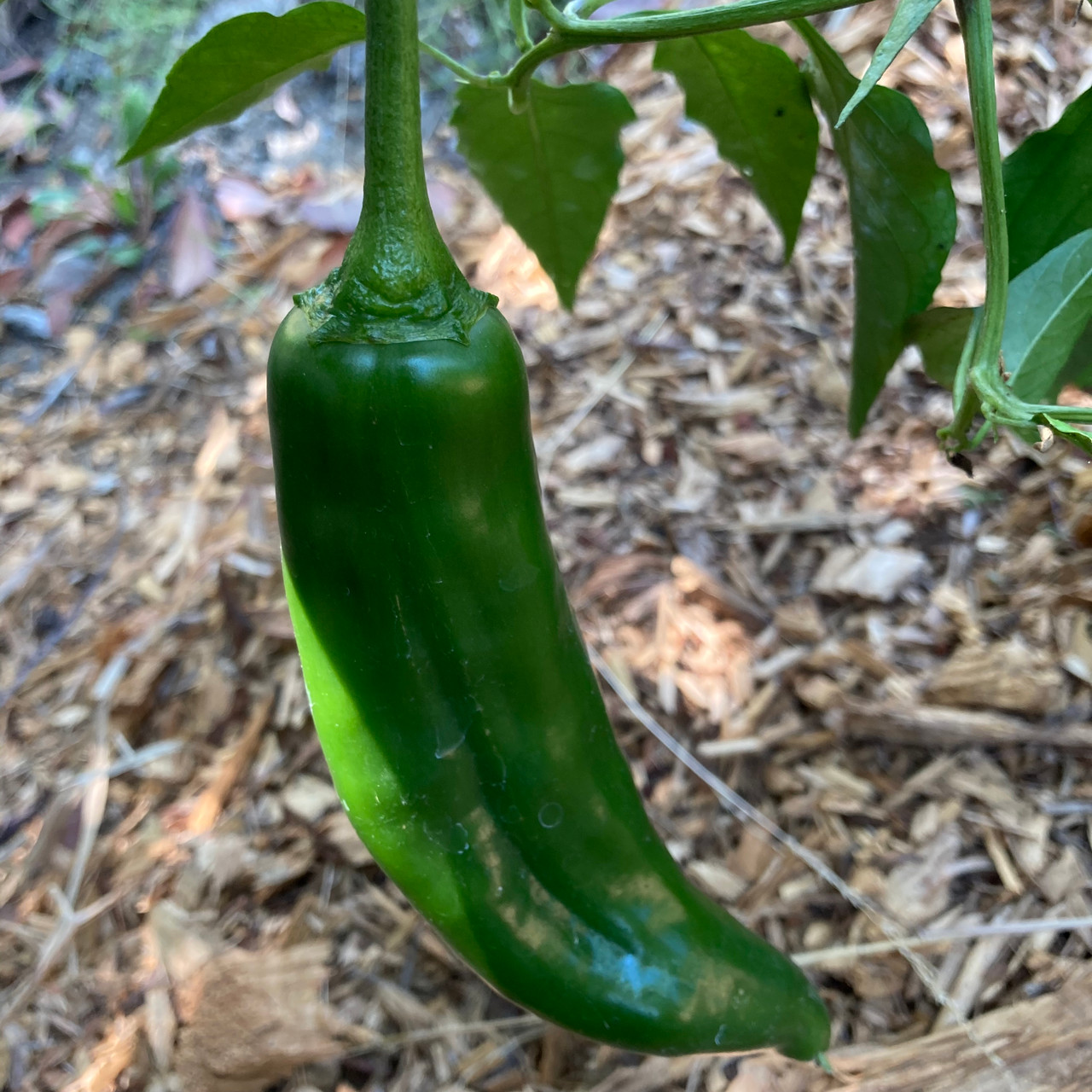 25 NuMex Joe E. Parker Pepper Seeds – Capsicum annuum – Mild Hatch-Style Chile, Non-GMO, Heirloom Pepper, 5,000–6,000 Scoville