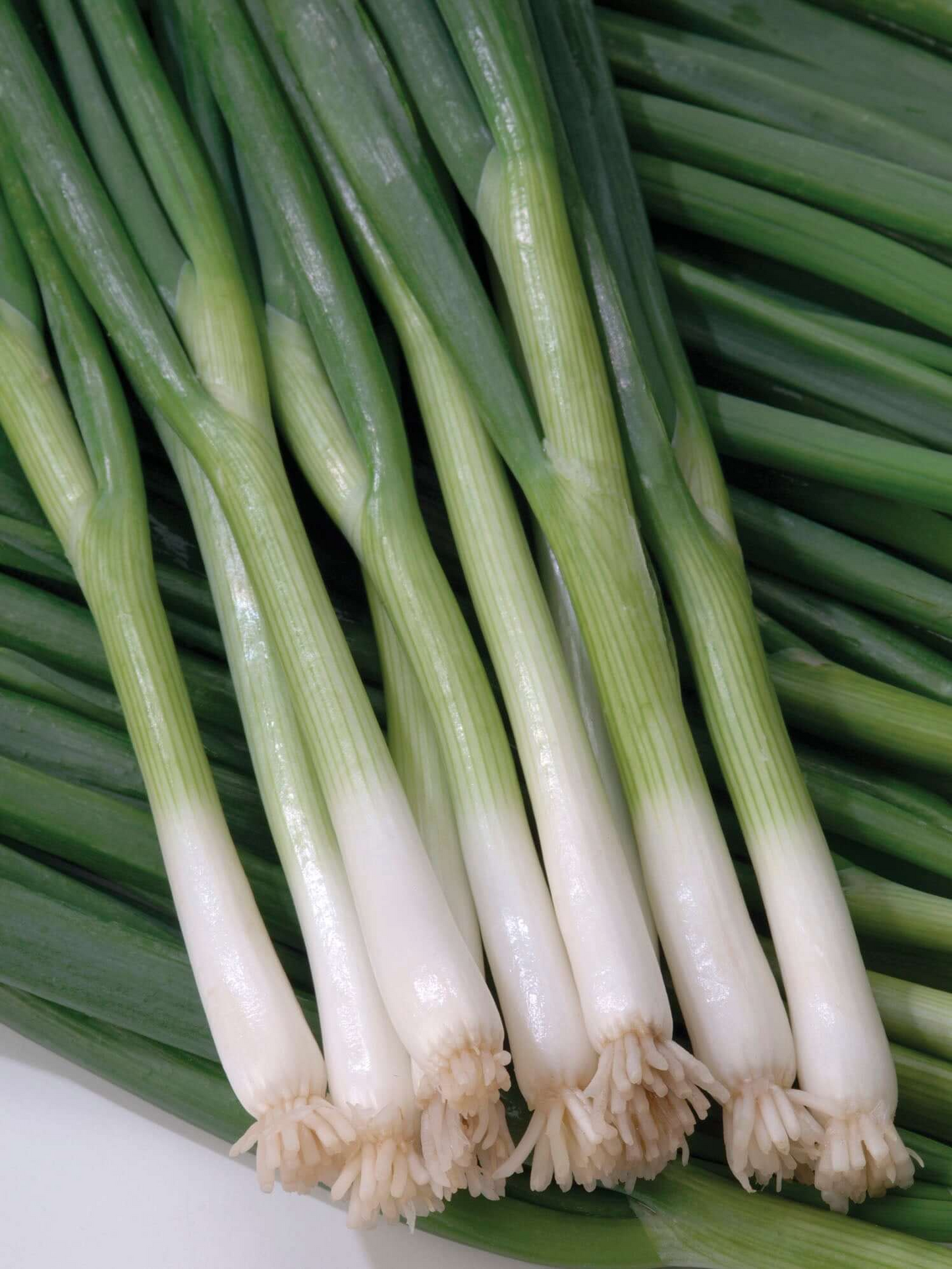 250 Seeds White Lisbon Onion – Allium cepa, Mild & Crisp Bunching Onion