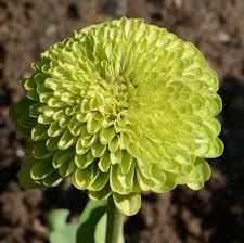 200 Seeds Zinnia Envy Elegans Lime Green Flowers RARE, Non-GMO, Pollinator-Friendly, Butterflies Love, Unique Garden Blooms, Easy to Grow