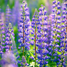 Blue Perennial Lupine Seeds – Lupinus spp. – 500mg (~25 Seeds) for Planting, Tall Flower Spikes, Pollinator Friendly, Cold-Hardy Wildflower