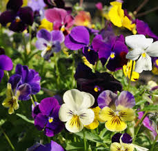 200 Seeds Pansy Mix Heirloom, Viola Flowers, Non-GMO, Edible, Groundcover, Attracts Pollinators, Vibrant Garden Blooms, Easy to Grow