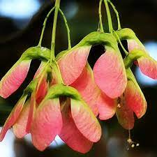 Acer tataricum Seeds – Tatarian Maple Tree – Compact Cold-Hardy Ornamental Tree with Red Seeds, Fall Color, Bonsai or Landscape Use