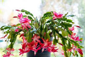 Schlumbergera Buckleyi Original Christmas Cactus, 3 Rooted Cuttings, Repeat Bloomer, No Soil or Pots, Easy Care Indoor Plant
