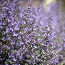 200 Seeds CATMINT Lavender Blue Heirloom Perennial Non-GMO, Nepeta faassenii, Aromatic Herb, Attracts Pollinators, Low Maintenance Plant