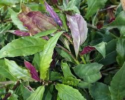 12 Unrooted Cuttings Okinawa Spinach (Gynura bicolor) 5-6" – Edible Purple Leaf Plant, Easy to Grow, Nutrient-Rich, Hardy Herb Starter