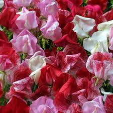 50+ Red Rover Sweet Pea Seeds Mix – Fragrant Flower Seeds for Garden Planting, Climbing Vines for Trellis & Cut Flower Bouquets USA