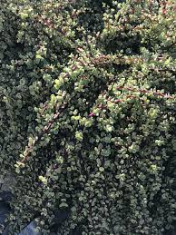 20 Unrooted Cuttings Rainbow Elephant Bush (Portulacaria afra) Succulent Cactus - Rare Colorful Plant for DIY Propagation