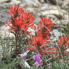 Northwestern Indian Paintbrush Seeds (Castilleja angustifolia v. dubia –  Jayme Garden