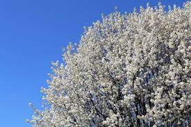 20 Bradford Pear Tree Seeds (Pyrus calleryana) – Fast Growing, 50ft Ornamental, Cold Hardy to Zone 4