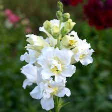 Antirrhinum majus Madame Butterfly Ivory Snapdragon Seeds – 1000+ Ruffled Blooms for Garden & Cut Flowers