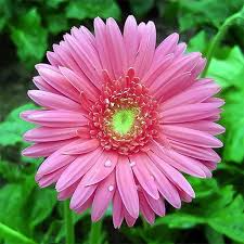 200+ Pink Gerbera Daisy Seeds – Bold Pink Blooms for Garden Planting, Cheerful Cut Flowers for Beds, Borders & Pots – USA
