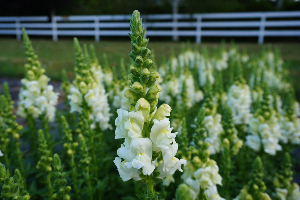 Antirrhinum majus Potomac Ivory Snapdragon Seeds – 1000+ Elegant Creamy White Blooms for Garden & Bouquets