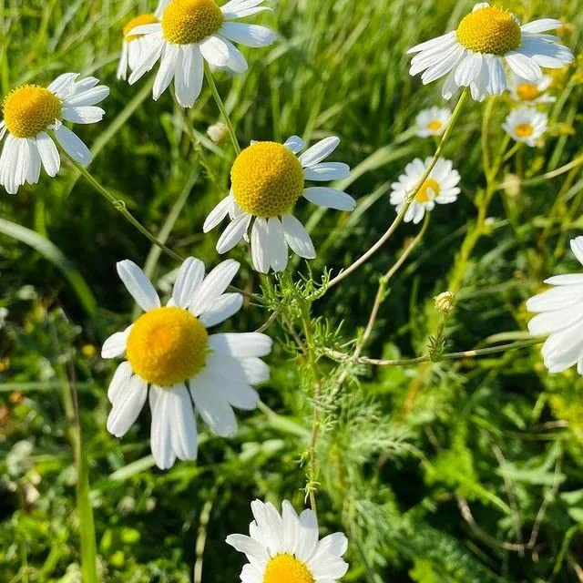 2500 Seeds German Chamomile (Matricaria chamomilla) – Soothing Herb with Delicate White Flowers