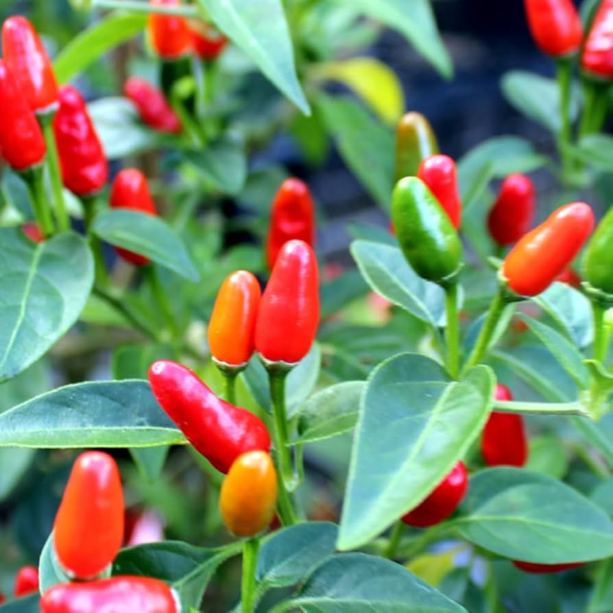 Chile Piquin Hot Pepper Seeds – 300mg for Planting, Heirloom Variety, Small & Spicy, High Yield, Heat Tolerant, Garden Container