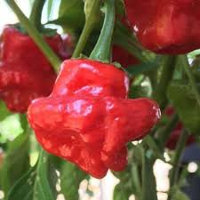 250mg Scotch Bonnet Red Hot Pepper Seeds Capsicum chinense | Extremely Hot, Non-GMO, Perfect for Hot Sauces, Salsas, and Caribbean Dishes