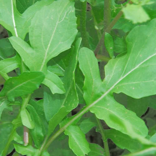 500 Seeds Roquette Arugula (Eruca vesicaria) – Peppery Greens for Salads, Sandwiches, and Gourmet Dishes