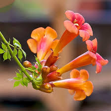 100 Flower Vine Seeds - Perennial Trumpet Creeper (Campsis radicans), Orange Flowers, Fast-Growing Vine, Climbing Plant, Wildlife Friendly