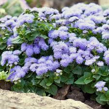 500 Seeds Ageratum Blue Mink Dwarf, Floss Flower, Purple Blooms, Monarchs Love, Non-GMO, Perennial, Butterfly Garden, Easy to Grow