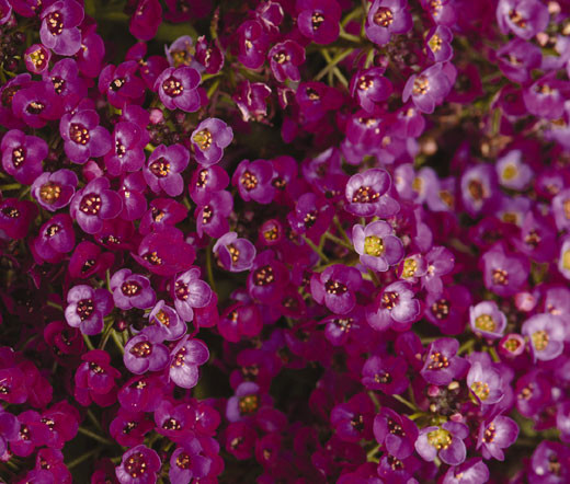 500 Seeds Alyssum Oriental Nights Dark Purple Groundcover Bees Fragrant Non-GMO (Lobularia maritima)