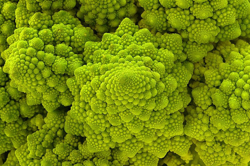 1,000 Romanesco Broccoli Seeds ā Non-GMO Heirloom, Unique Fractal Shape, USA Seller,