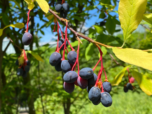 10 Indian Plum Seeds | Oso Berry (O. cerasiformis), Fast-Growing Edible Fruit Shrub, Perfect for Gardens & Wildlife
