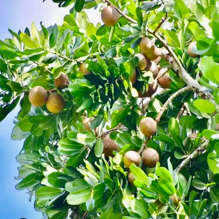 Mamme Apple Tree (Mammea americana) Live Fruit Tree 12”-24” | Grafted for Superior Growth, Exotic Tropical Flavor