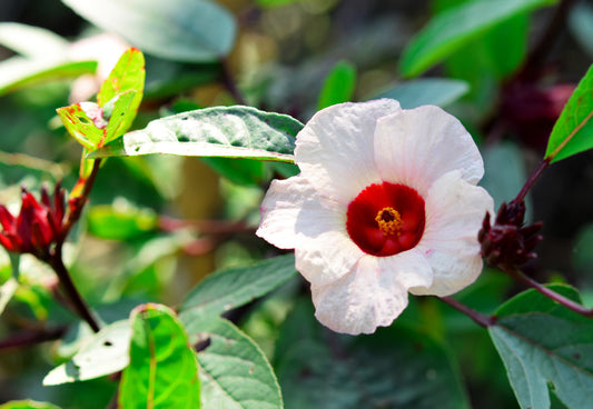 White Roselle Hibiscus Seeds (Hibiscus sabdariffa) | 25 Seeds | Edible Leaves & Calyces | Beautiful White Blooms