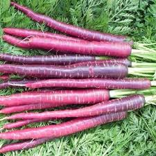 300 Seeds Cosmic Purple Carrot (Daucus carota) – Vibrant Purple Carrots with Sweet Orange Core